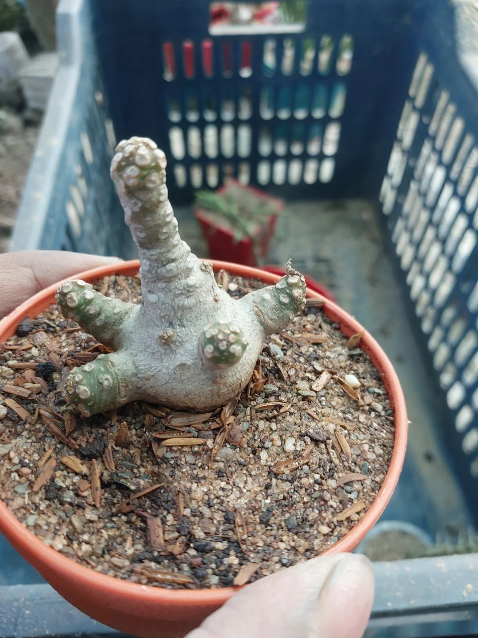 thumbnail interactive-video image 1 of Dorstenia Foetida LAV 20542 – 15 Seeds Rare Caudex Bonsai Succulent 1 of 2
